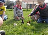 Boerderijkamp - kleuters -  krokus 1 2024